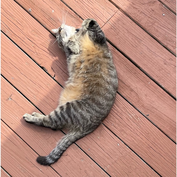 Meet your Posher, Klancy - Picture 3 of 12